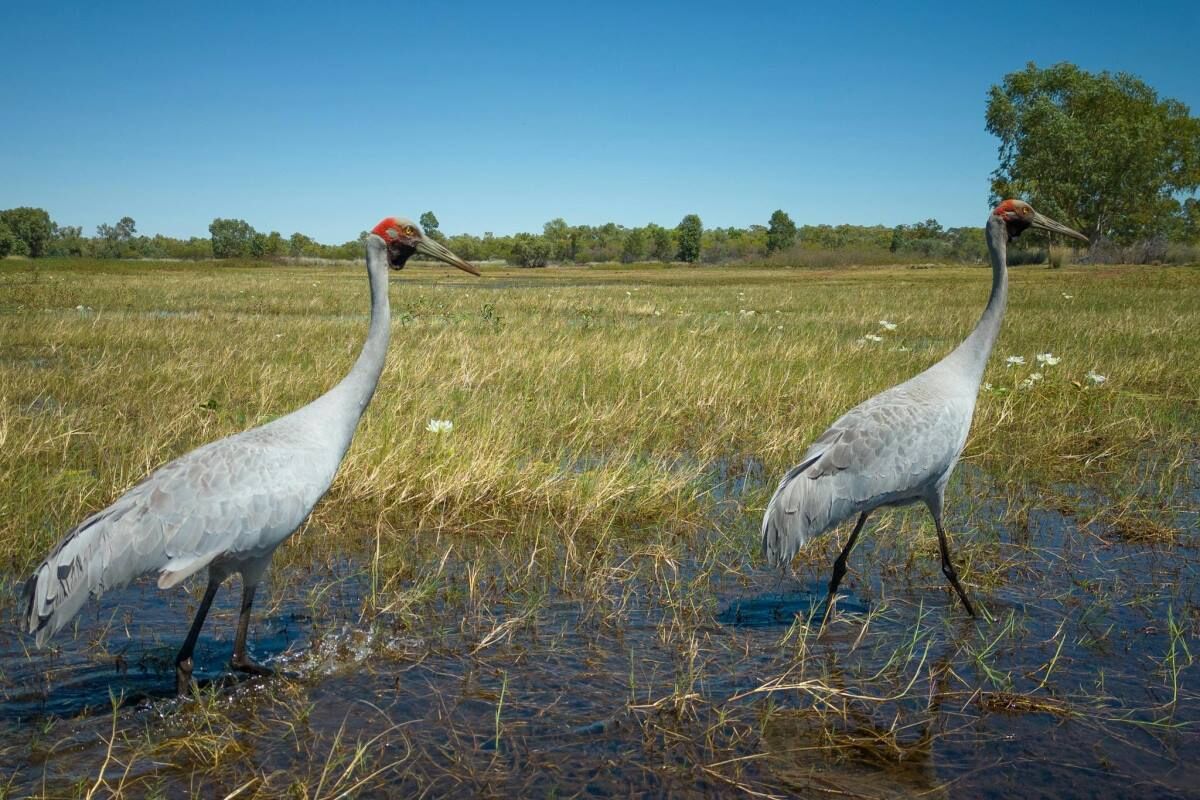 Bird Watching Bird Watching